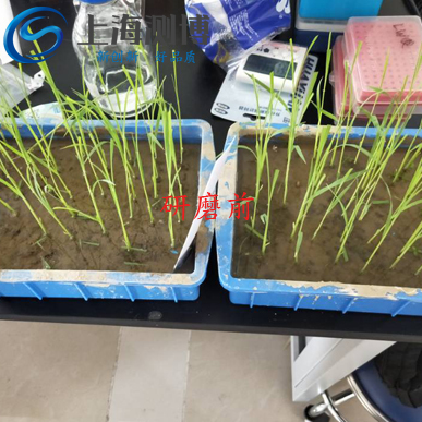 冷凍研磨儀能將難以研磨的水稻葉片進行研磨？